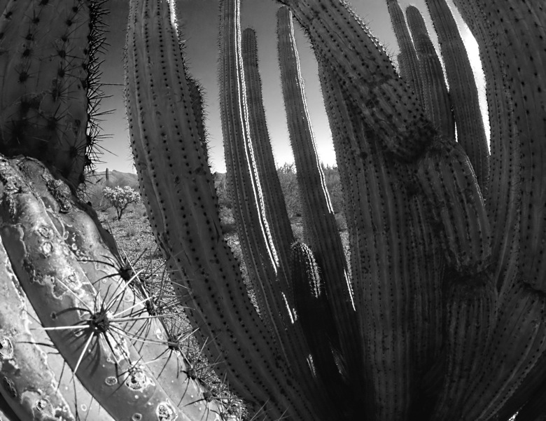 SDIM0295* B&W Mask