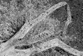 SDIM0247* B&W Mask