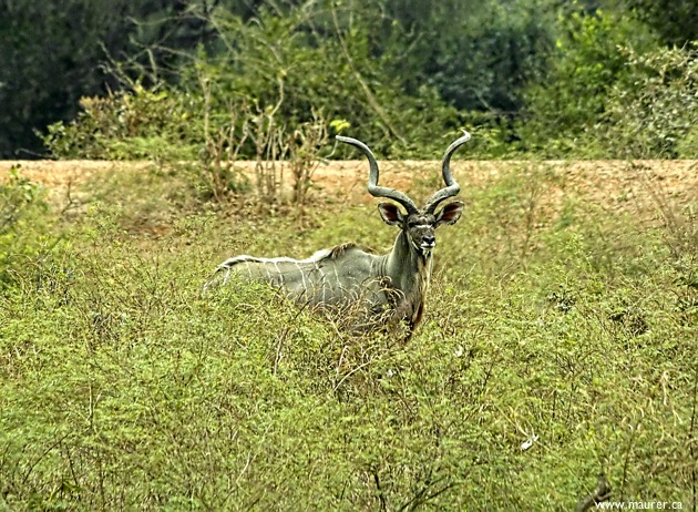 SDIM4871 75% crop*