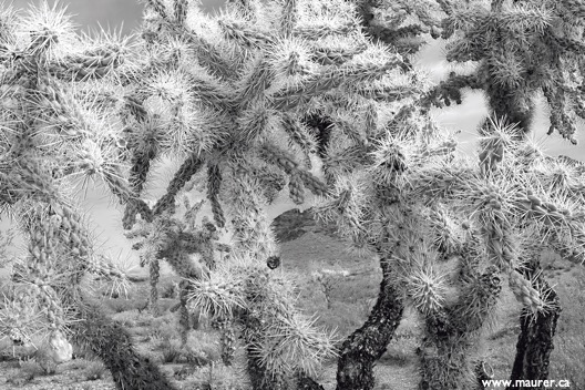 SDIM0250* B&W Mask