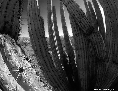 SDIM0295* B&W Mask