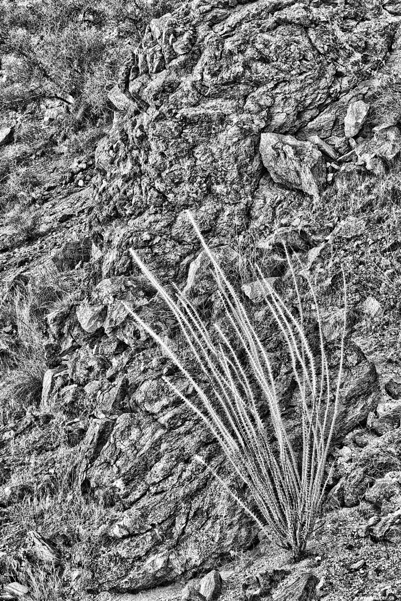  AXT0350 B&W*