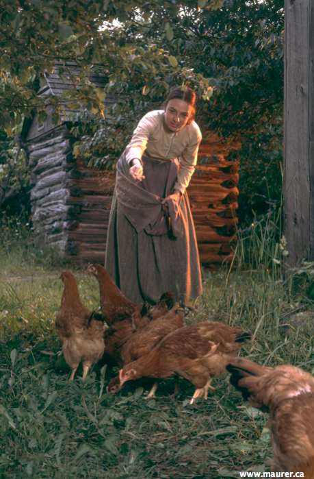 FeedingChickens