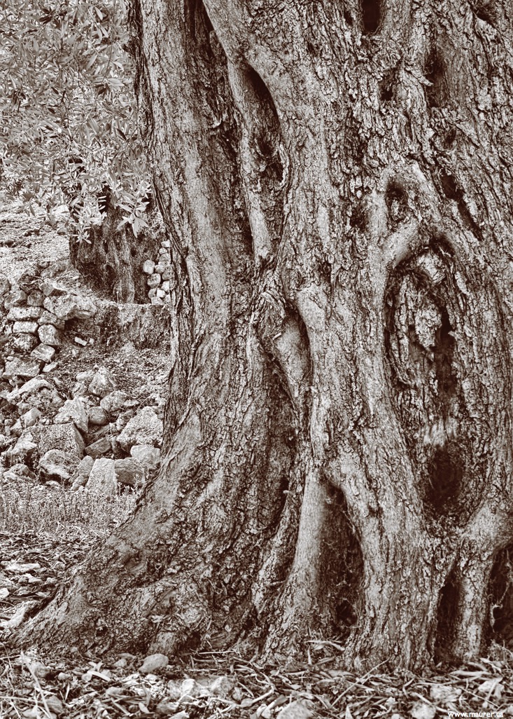 1000173 sepia*